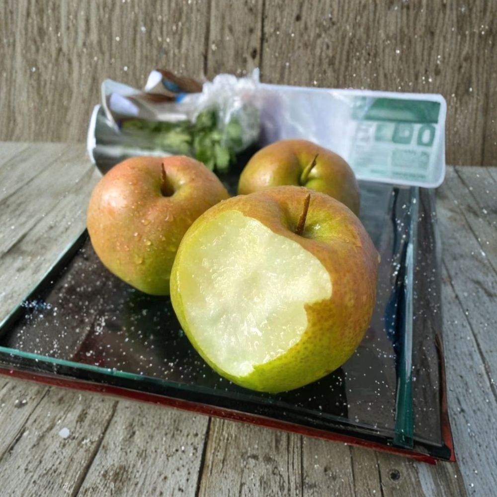 Yulu Fragrant Pear Tree – Bare Root Asian Pear Hybrid Pyrus betulifolia, 32–36 Inches Tall, Sweet Crisp Fruit Tree