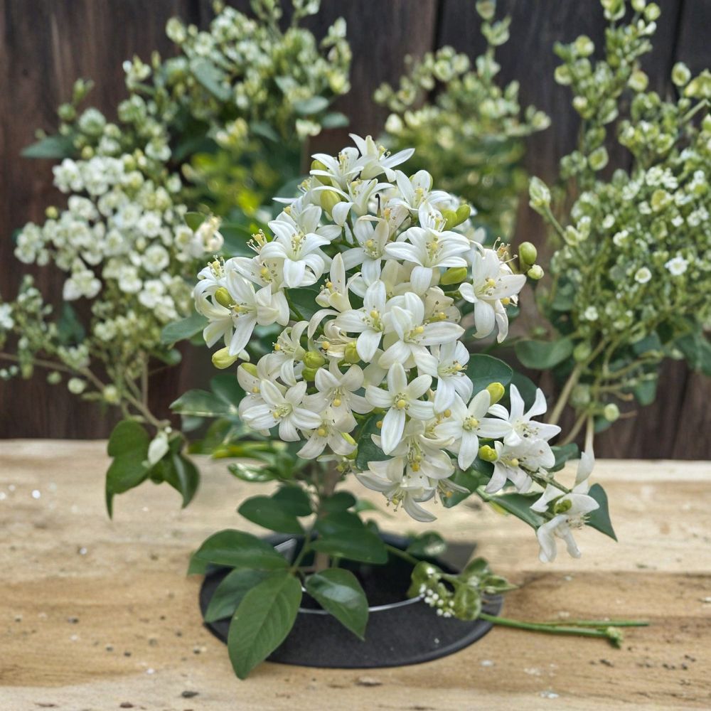 Dwarf Orange Jasmine Seeds 20 Pack – Murraya paniculata Fragrant White Flower Shrub for Indoor Outdoor Gardens