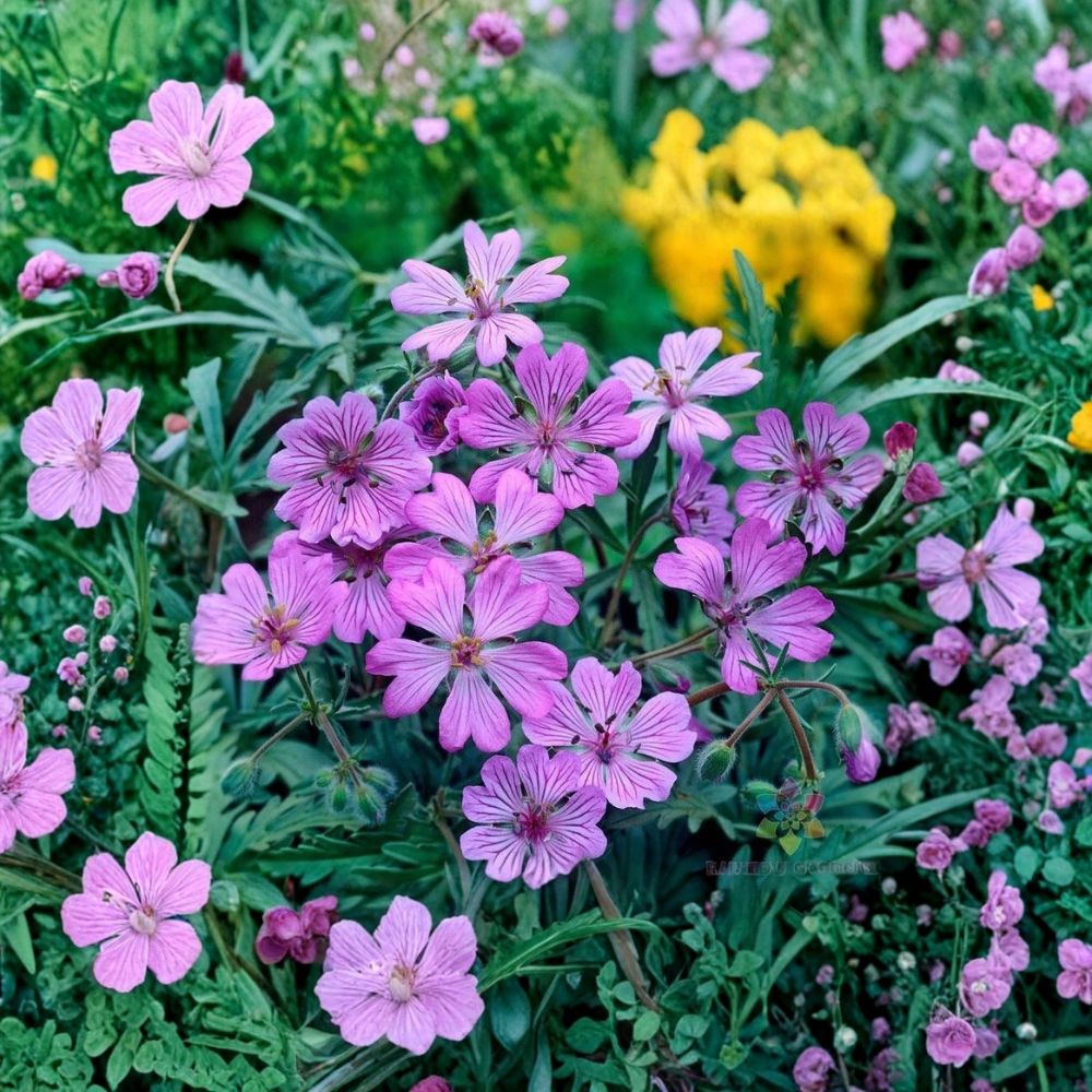 Tuberosum Geranium Seeds – 25+ Premium Flower Seeds for Bright Colorful Blooms, Patio & Balcony Gardening, Easy to Grow