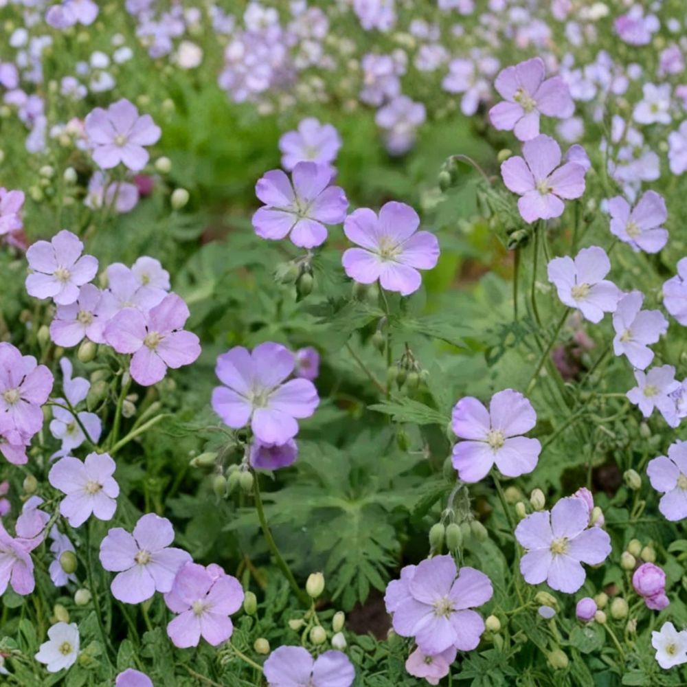 Wild Geranium Bare Roots – Geranium maculatum, Native Woodland Perennial, Shade Garden Favorite, Easy to Grow, 10 Plants