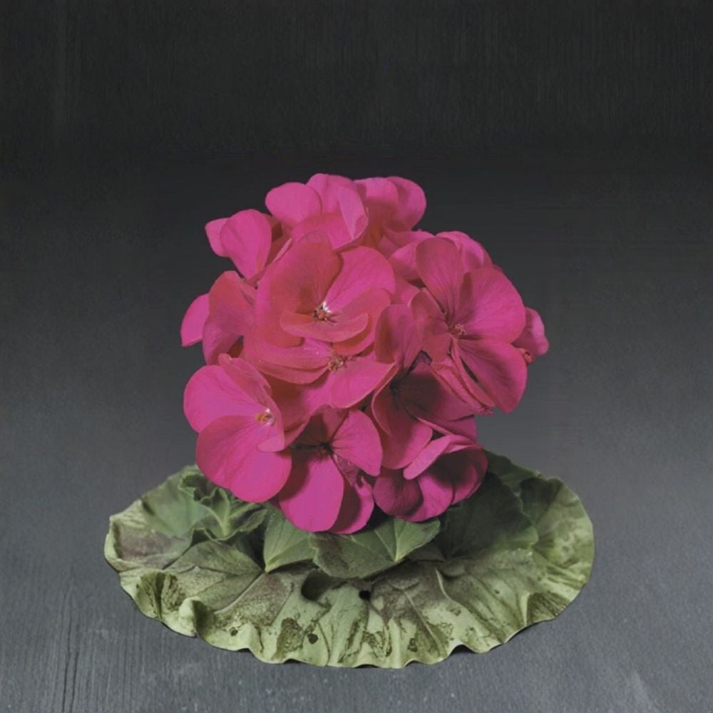 Ringo Violet Geranium Seeds – 15 Premium Flower Seeds for Patio & Window Box, Easy to Grow, Early Blooming Violet Pelargonium
