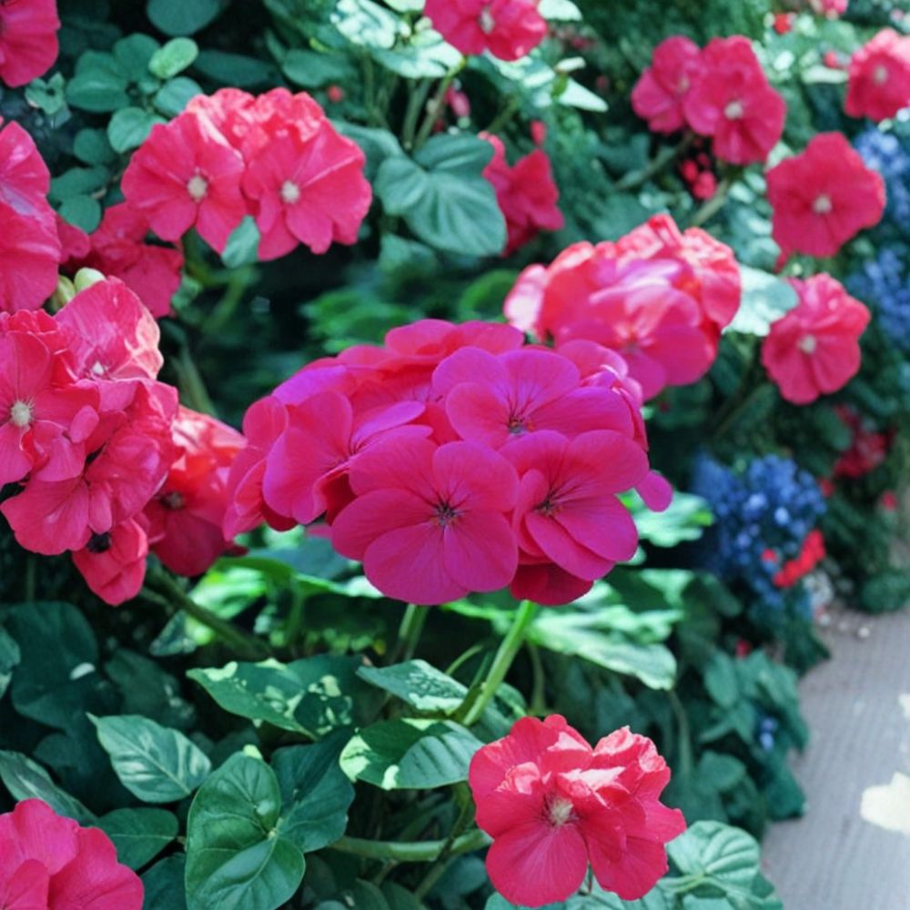 Saturn Salmon Glow Geranium Seeds – 15 Pelargonium Flower Seeds for Pots & Gardens, Compact Salmon Bloom, Easy-to-Grow Pelargonium