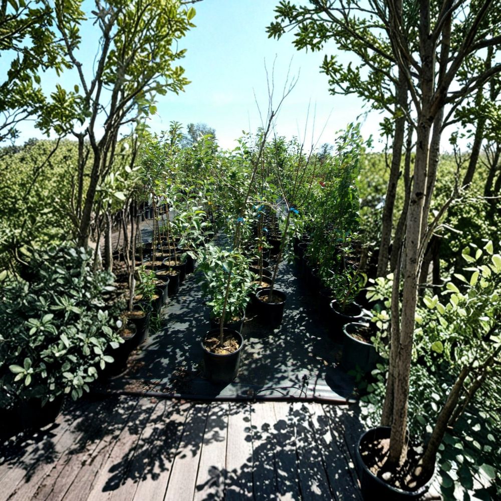 Enterprise Apple Tree – Live Fruit Tree with Crisp Juicy Apples, Disease Resistant, Easy to Grow, Small Garden Orchard Tree