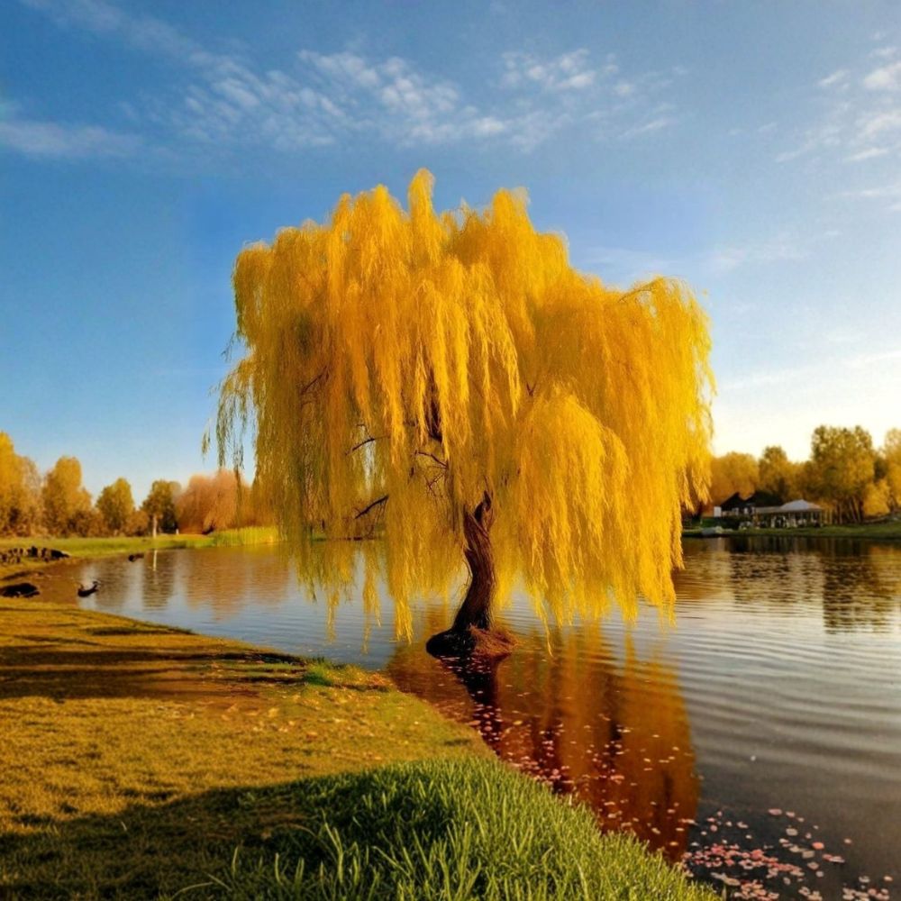 Gold Weeping Willow Cuttings – Salix alba ‘Vitellina’ Live Plant – 5 Tree Cuttings for Garden or Bonsai Growth