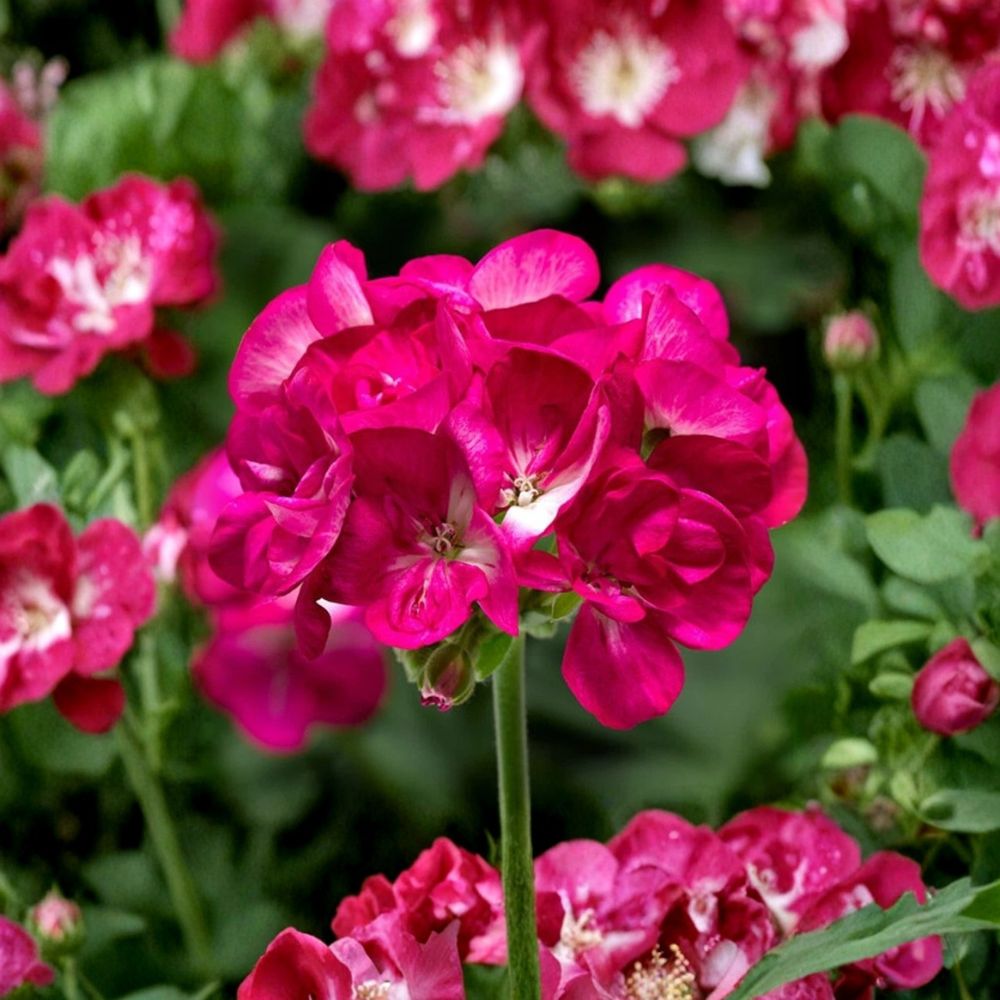 Bright Pink Geranium Seeds – Pelargonium zonale Flower Seeds, 10 Pack, Pollinator Friendly, Patio & Garden, Easy to Grow