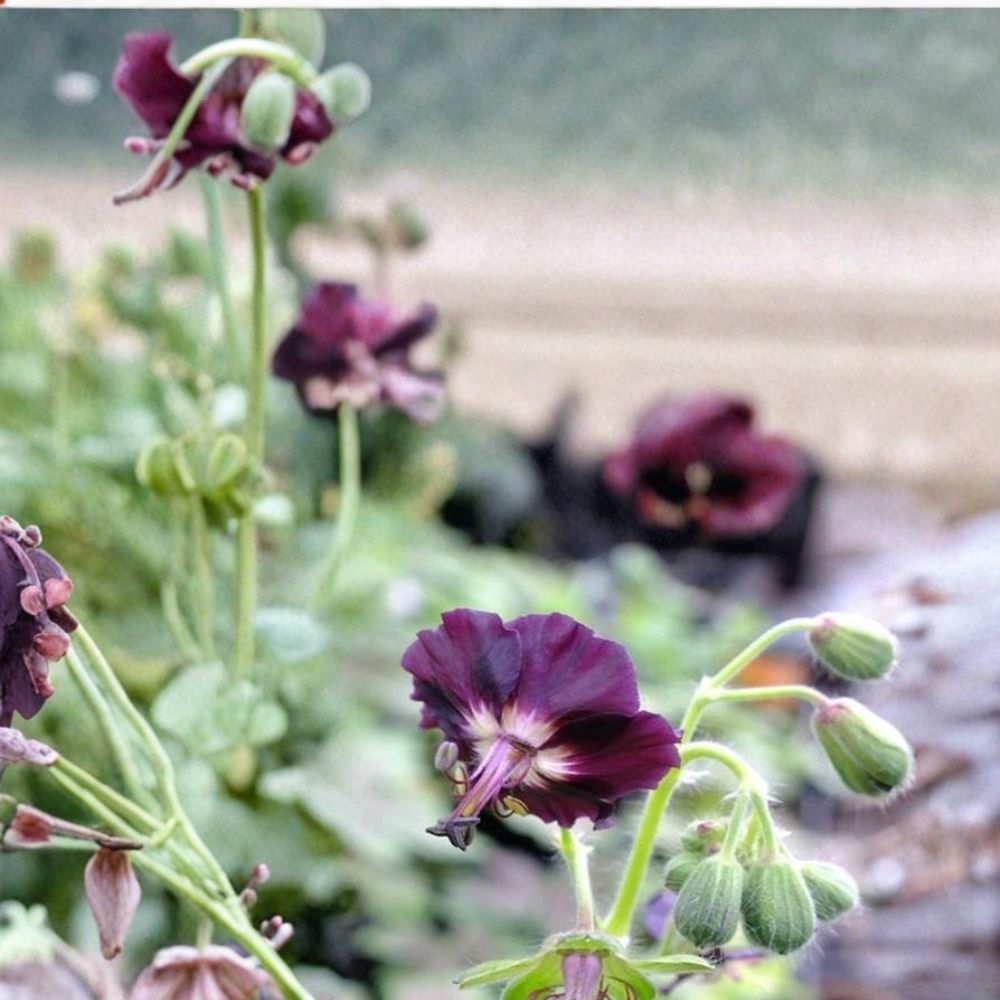Taff's Jester Geranium Seeds – 25+ Colorful Flower Seeds for Garden, Container & Border, Easy to Grow Pelargonium peltatum