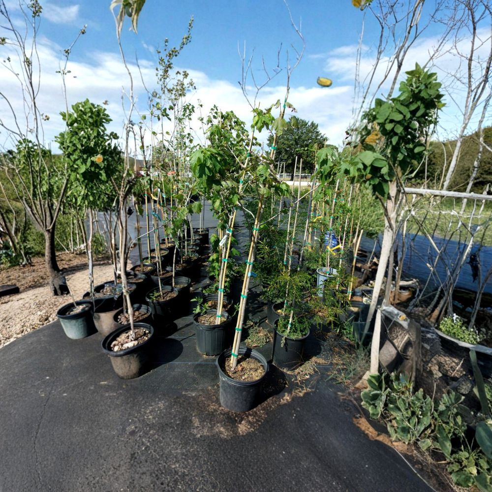 Native Red Maple Tree – Acer rubrum Live Tree, 4–6 Feet Tall, Fall Color, Shade Tree, Fast Growing, Hardy Landscape Tree