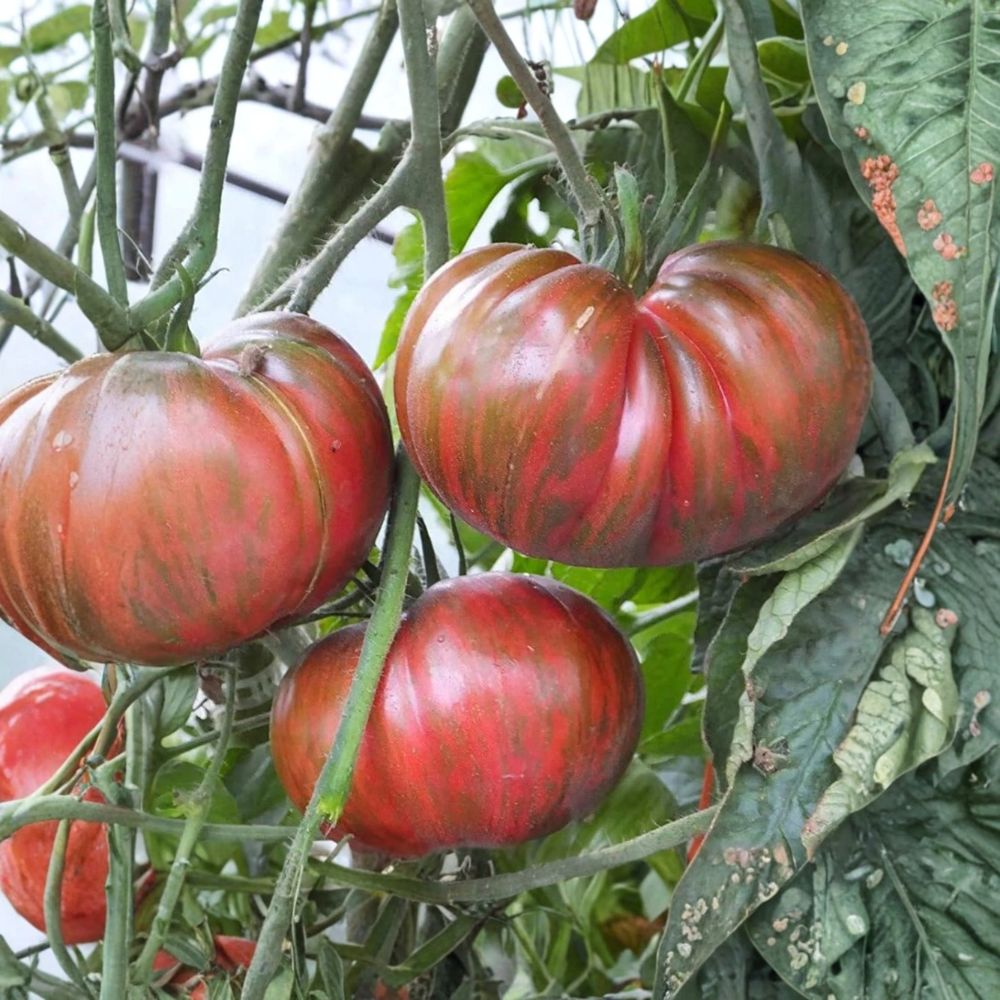 Pink Berkeley Tie-Dye Tomato Seeds – Heirloom Solanum lycopersicum, Organic Non-GMO, 50 Seeds, Brad Gates Wild Boar Farms Variety