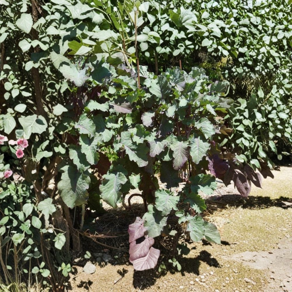 Purple Tree Collard Cutting – Perennial Kale Plant, Edible Greens, Fast Growing Vegetable, Live 6-8 Inch Garden Kale, No Pot