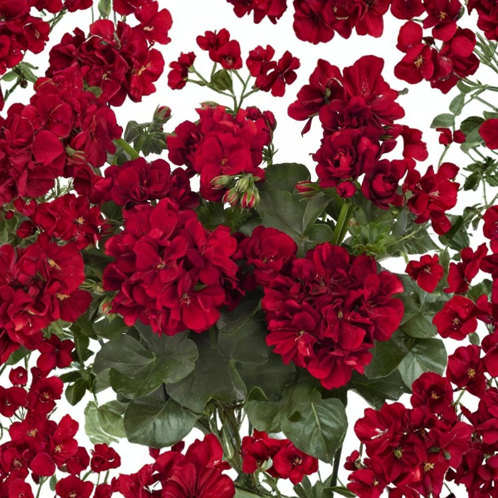 Double Red Geranium Seeds – 10 Premium Flower Seeds for Hanging Baskets & Containers – Vibrant Red Garden Perennials (Pelargonium)
