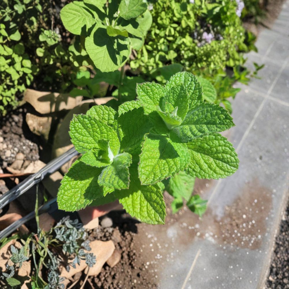 Apple Mint Cuttings – Mentha suaveolens Live Unrooted Herb, Organic Woolly Pineapple Mint, 3 Pack for Easy Rooting and Growing