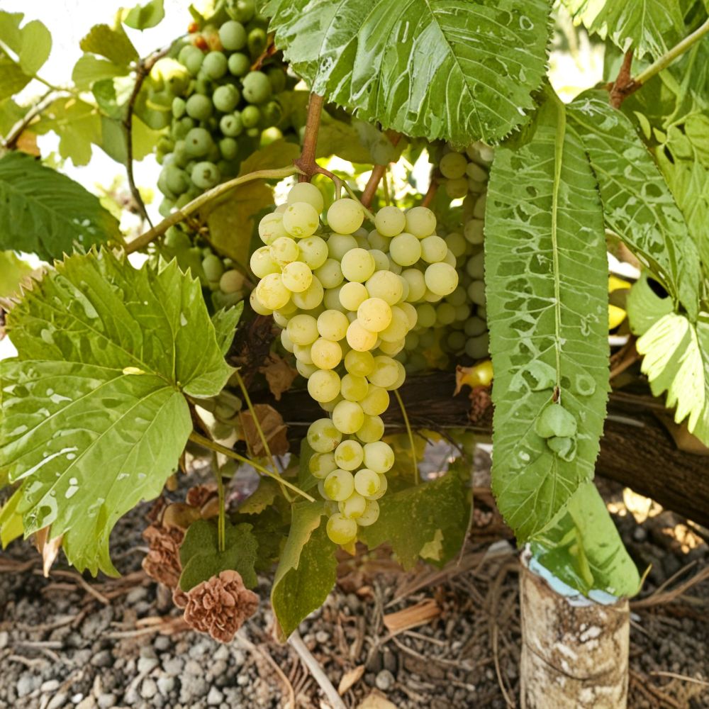 Marquis Seedless Grape Vine – Live Plant, White Table Grape, Large Sweet Berries, Cold Hardy Backyard Vine, Mid-Season Harvest