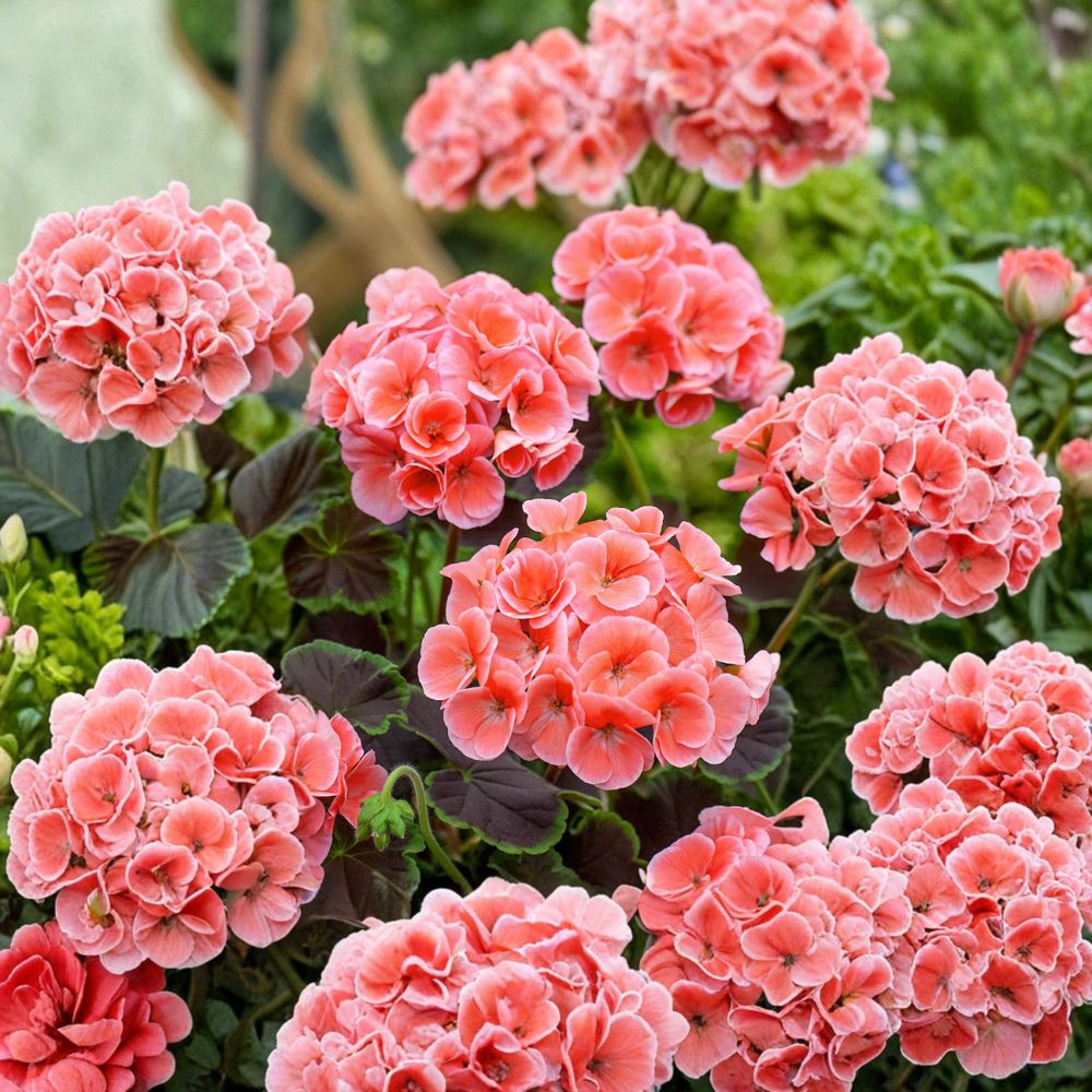 Salmon Splash Patriot Geranium Plant – 4 Inch Pot, Color-Changing Summer Blooms, Patio & Container Friendly, Easy to Grow