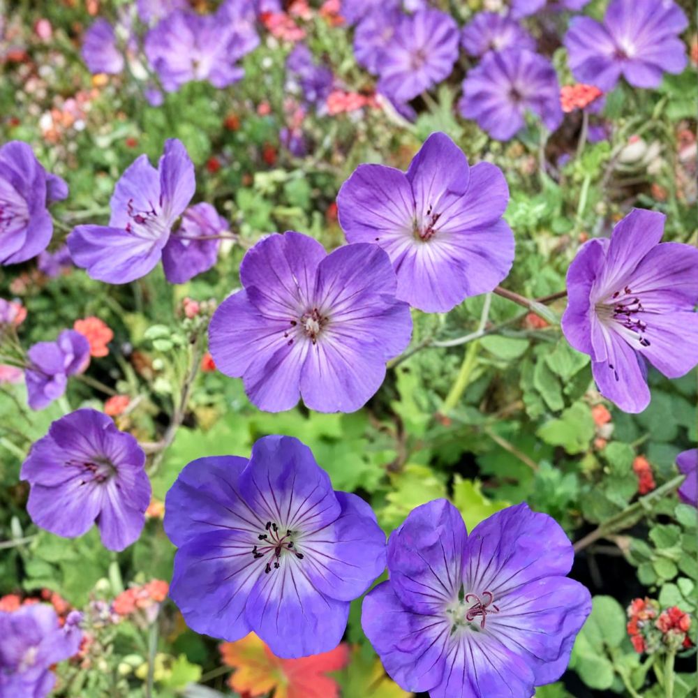 Azure Rush Geranium Seeds – 25+ Premium Hardy Flower Seeds for Garden, Patio & Container, Easy to Grow Pelargonium peltatum