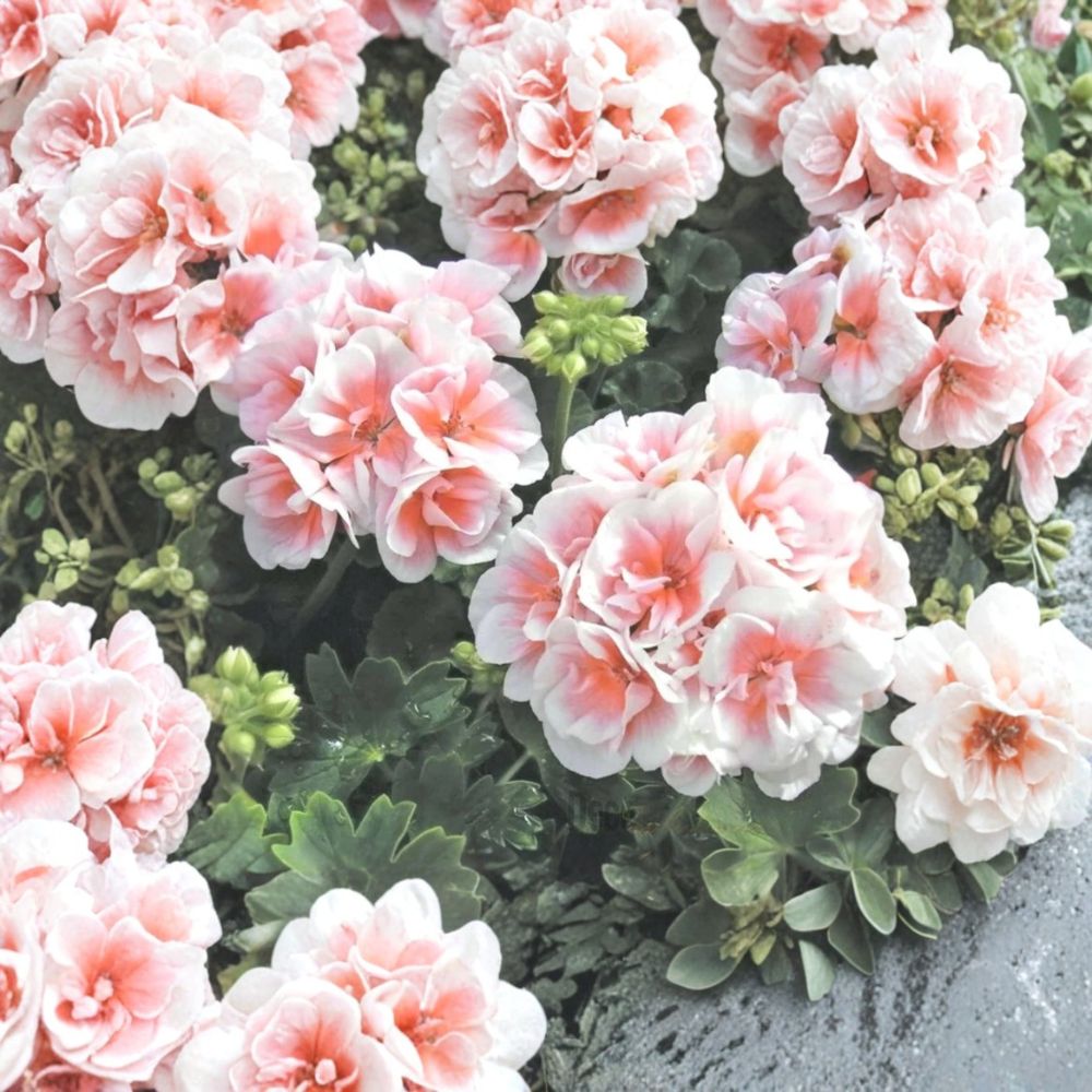 Pink White Geranium Seeds – Pelargonium Flower Seeds for Hanging Baskets & Gardens, 10 Pack, Easy to Grow Patio & Garden Flowers