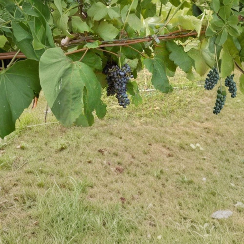 Black Manukka Seedless Grape Vine – Vitis vinifera, 3 Gallon Live Plant, Self-Fertile Fruit Vine for Home Garden, Easy to Grow Black Grapes