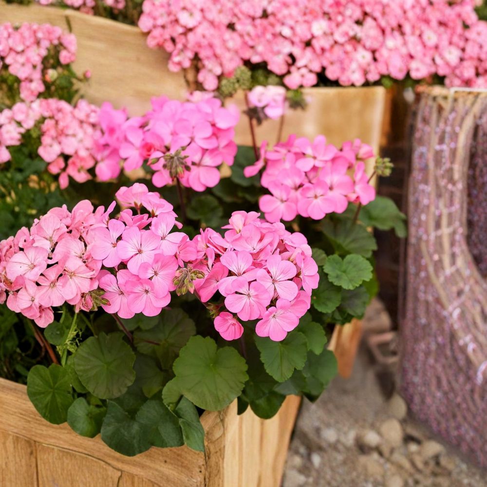 Geranium Pink Flame Starter Plant – Live Flowering Plant with Pink & Red Blooms – Patio & Indoor Friendly | Pelargonium x hortorum