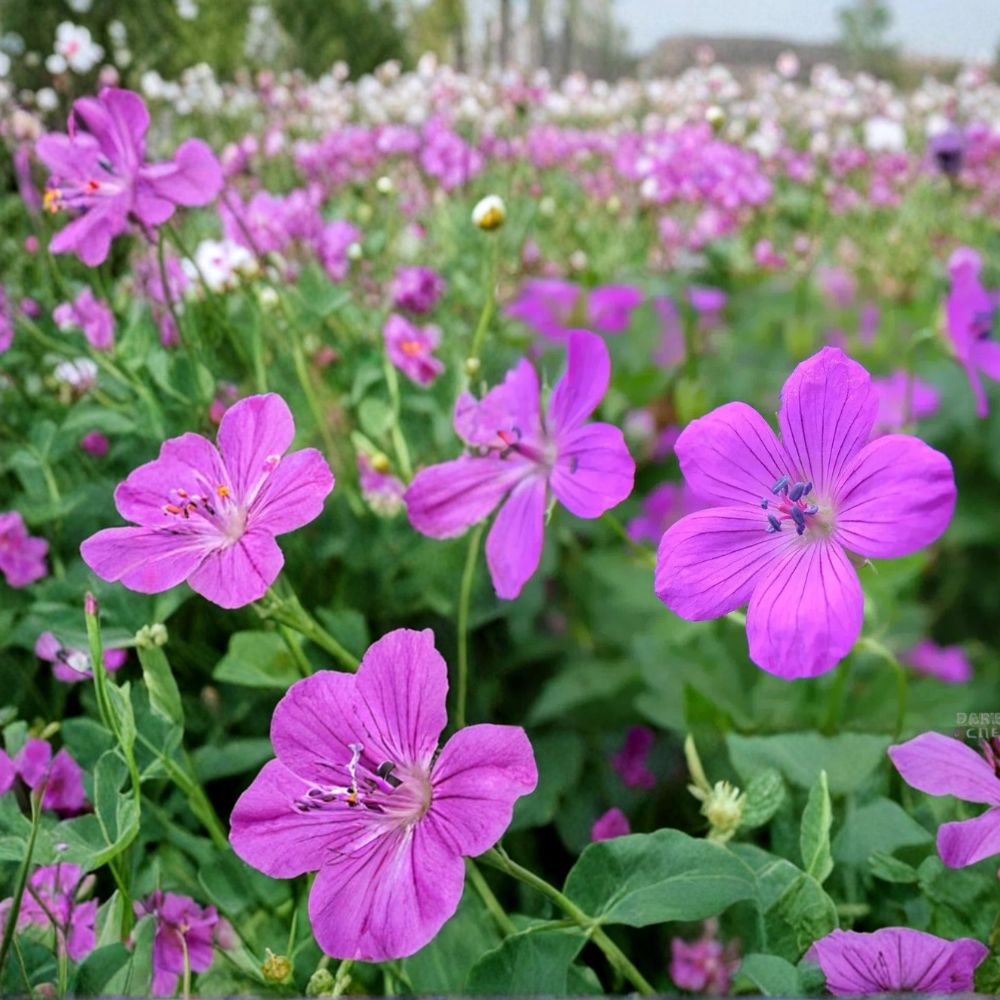 Danny Boy Geranium Seeds – 25+ Pelargonium Flower Seeds for Garden & Patio, Easy to Grow, Vibrant Colorful Blooms