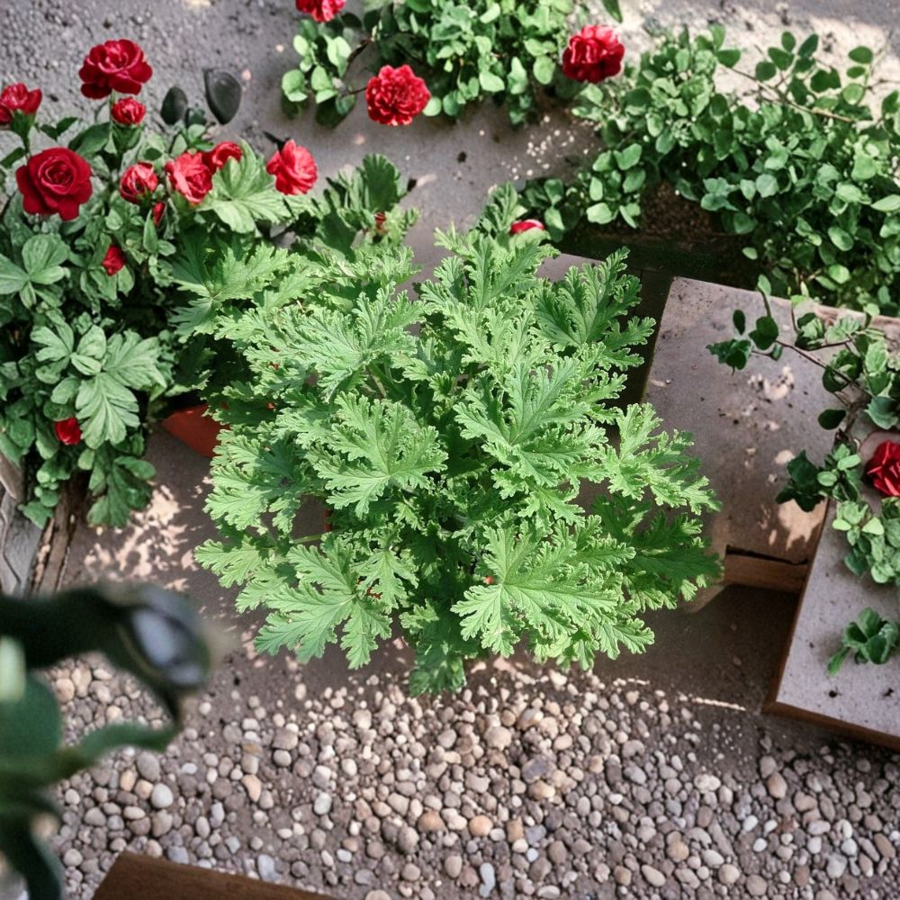 Citronella Mosquito Plants – 3 Live Citrosa Geraniums in 2.5" Pots – Lemon Scented Patio Plants for Pest Repellent and Garden Decor