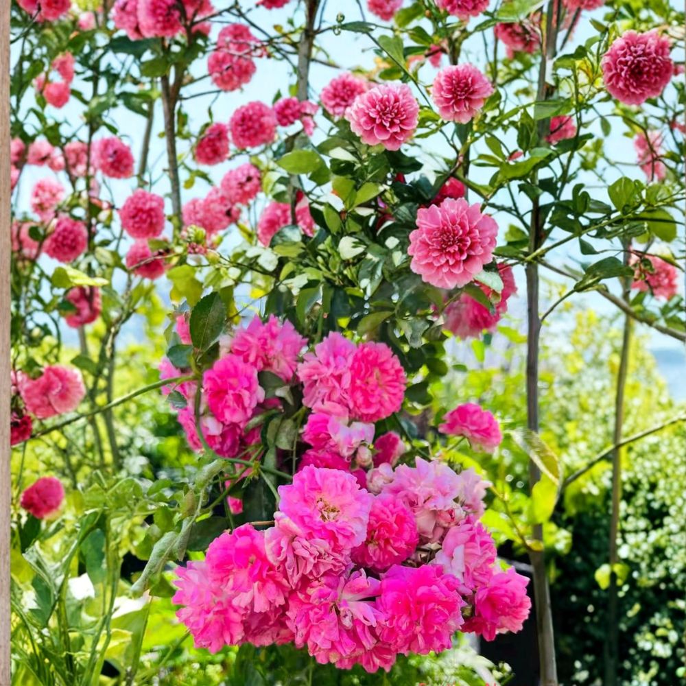 Seven Sisters Rose – Rosa multiflora Live Plant | Pink Climbing Rose | Fragrant Cottage Garden Vine | Potted Heirloom Rose