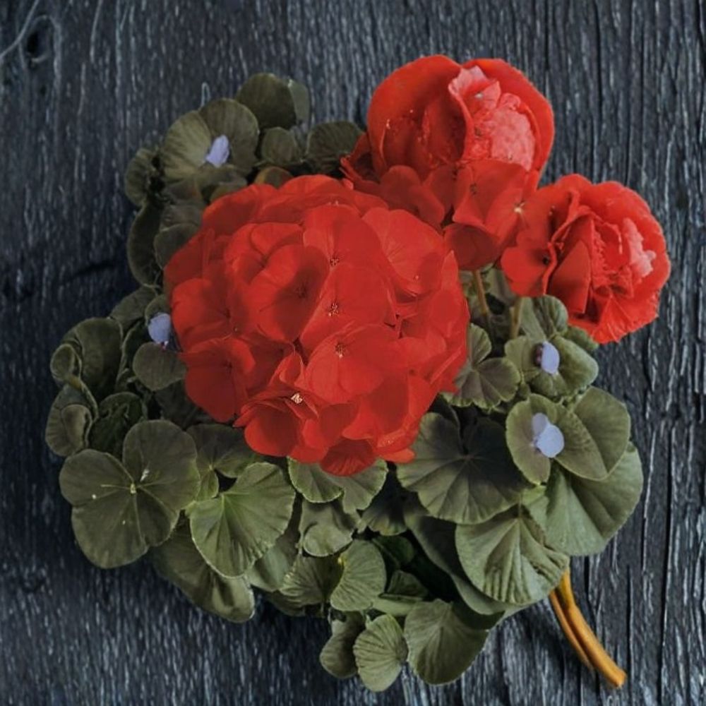 Geranium Seeds – Bullseye Scarlet Pelargonium, 100 Premium Seeds, Bright Scarlet Blooms & Chocolate Foliage, Easy to Grow, Container & Garden