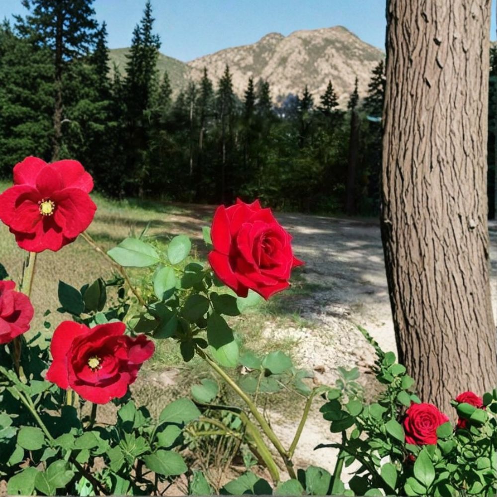Climbing Don Juan Rose – Rosa Live Climbing Rose with Fragrant Red Blooms, 5 Gallon Size, Vigorous Garden Trellis & Arbor Plant