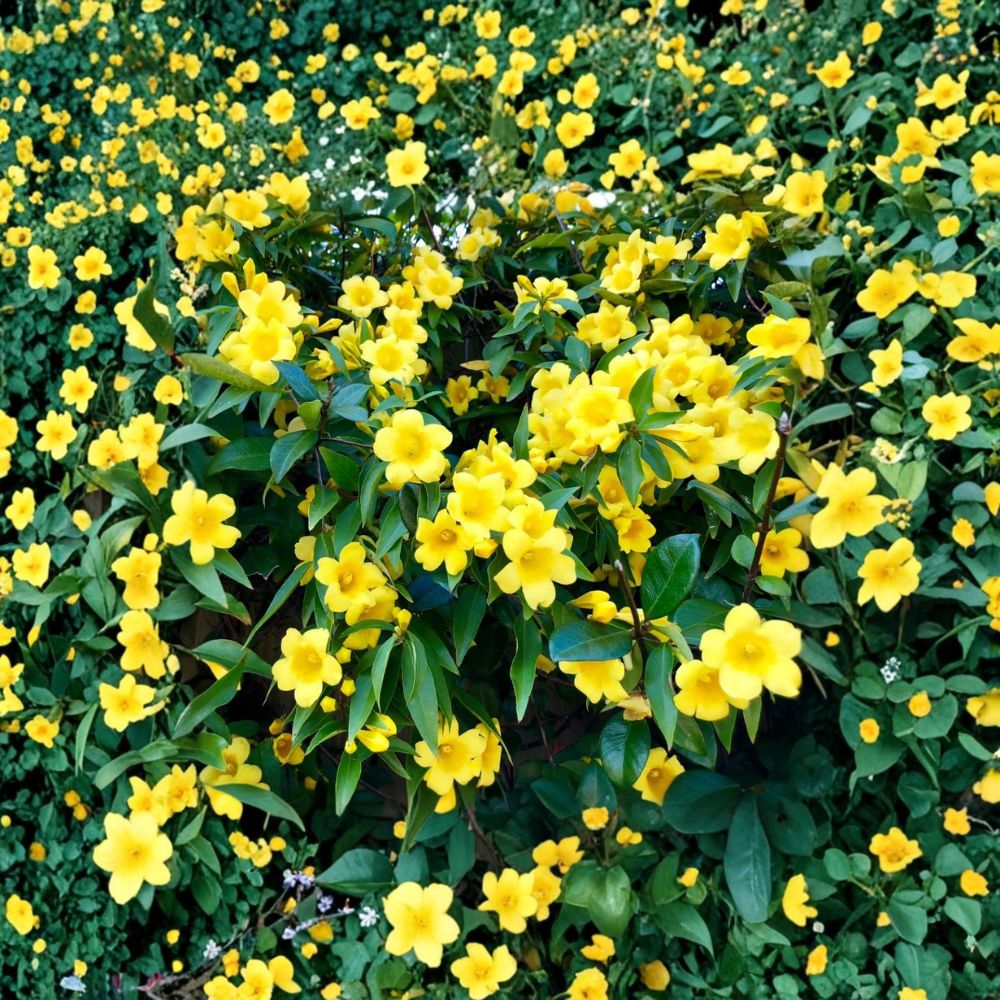 Carolina Jasmine Live Starter Plant – Gelsemium sempervirens Yellow Jessamine Vine, Fragrant Climbing Plant, Outdoor Garden Decor