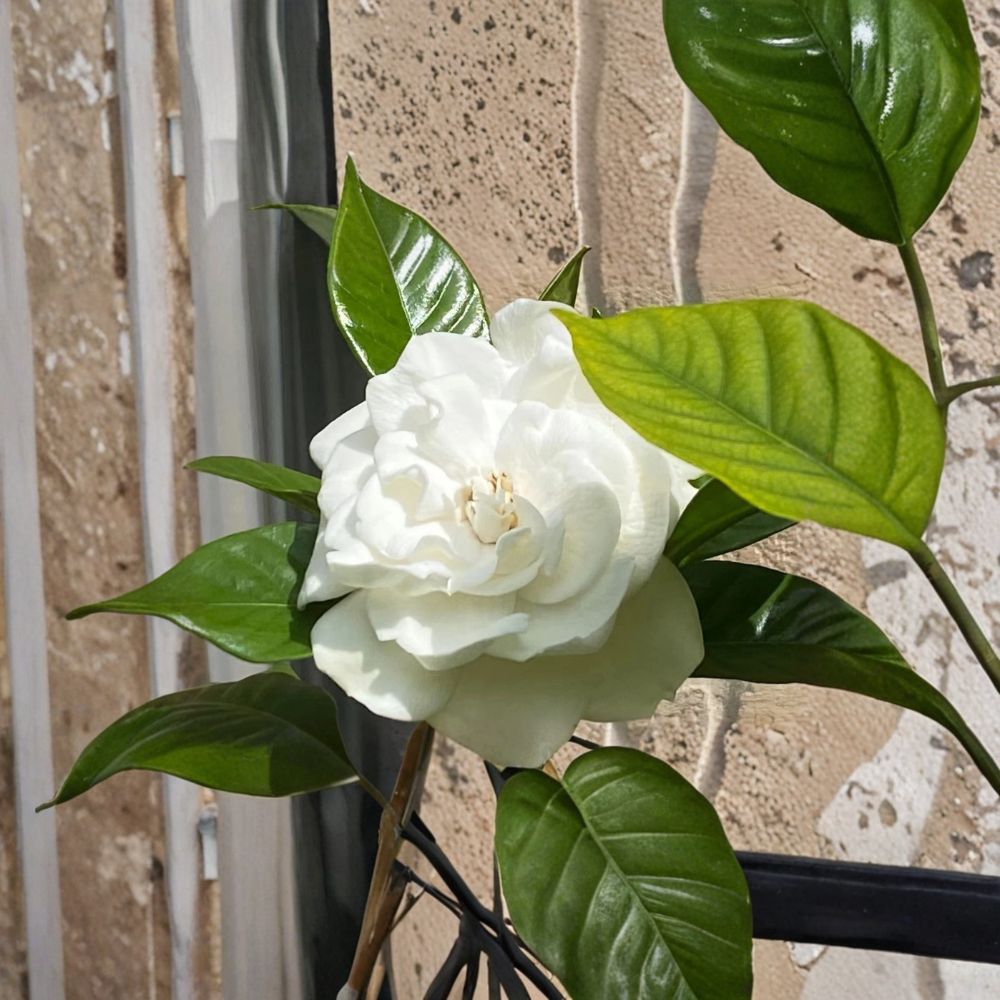 Gardenia Cuttings 5–8 Inch Unrooted Stem Pack of 10 | Gardenia jasminoides Heirloom August Beauty Cape Jasmine Fragrant Shrub Starter
