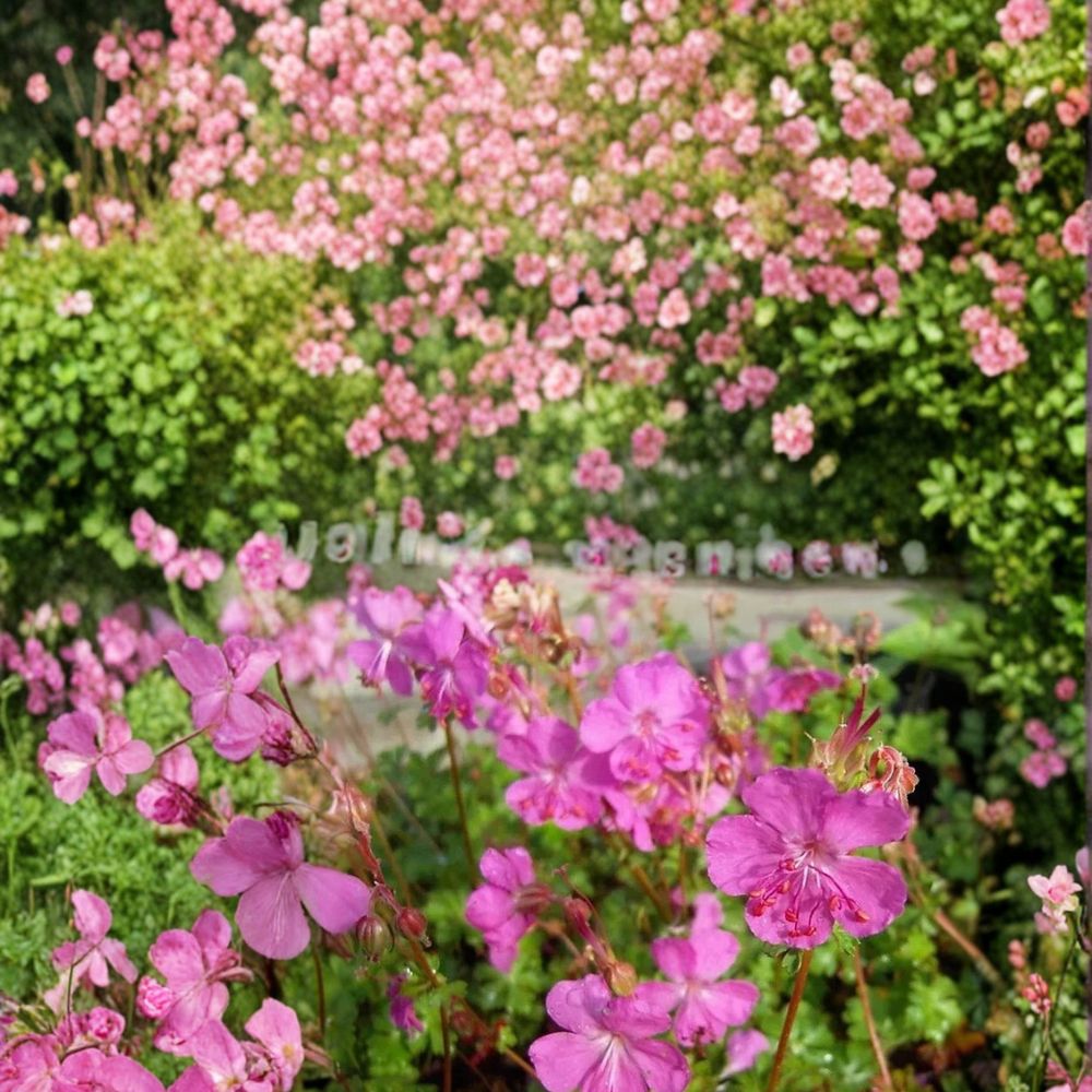 Westray Geranium Seeds – 25+ Premium Flower Seeds for Bright Garden & Balcony Blooms | Easy to Grow Pelargonium x hortorum