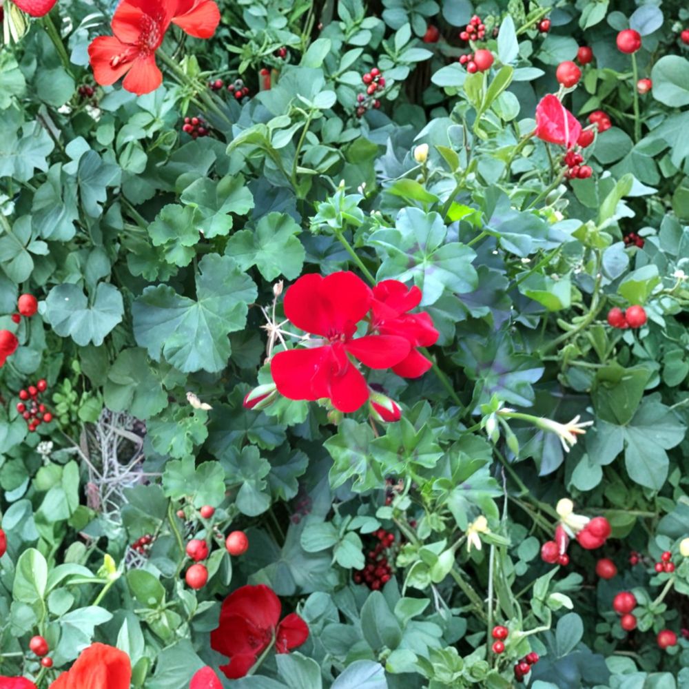 Ivy Zonal Geranium Cuttings – Deep Velvet Red Blooms, Pelargonium, Trailing Garden Plant, Easy Propagation, Fresh Rooting Cuttings
