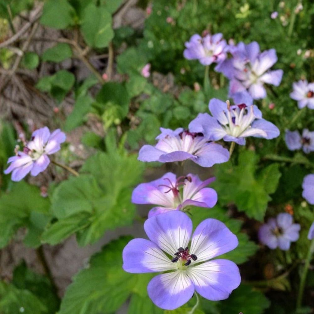 Buxton's Blue Geranium Seeds – 25+ Premium Flower Seeds for Garden, Patio & Balcony, Easy to Grow, Vibrant Blue Blooms Pelargonium peltatum