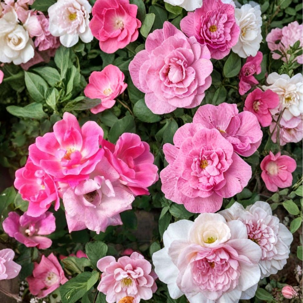 Pink Knock Out® Rose Shrub – Rosa 'RADcon' 3-Gallon Disease-Resistant Medium Pink Flowering Bush for Landscape and Garden