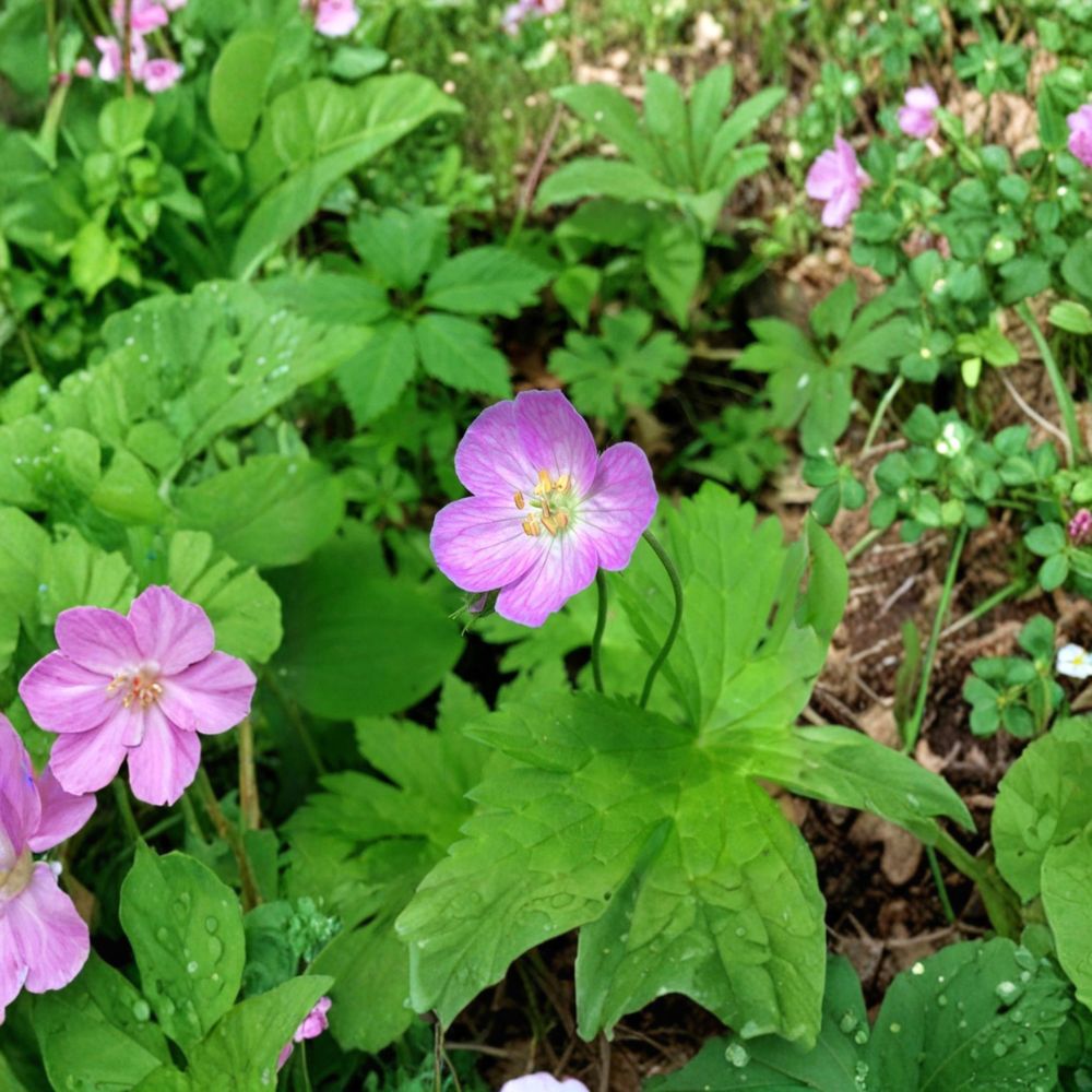 Wild Geranium Bare Roots – Geranium maculatum Cranesbill, Woodland Perennial Flower, Shade Garden, Easy to Grow, 10 Roots