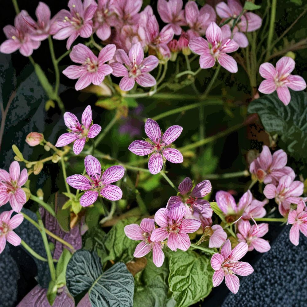 Geranium yoshinoi Seeds – Hardy Creeping Groundcover Perennial with Pink Flowers, Flowering Plant Seeds for Gardens and Containers
