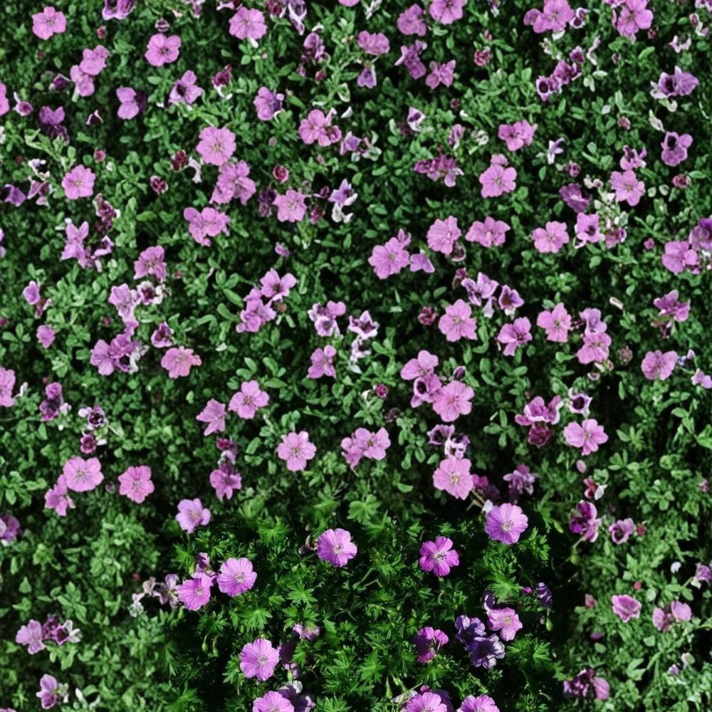 Glenluce Geranium Seeds – 25+ Premium Flower Seeds for Patio & Balcony, Colorful Blooms, Easy to Grow, Pelargonium x hortorum