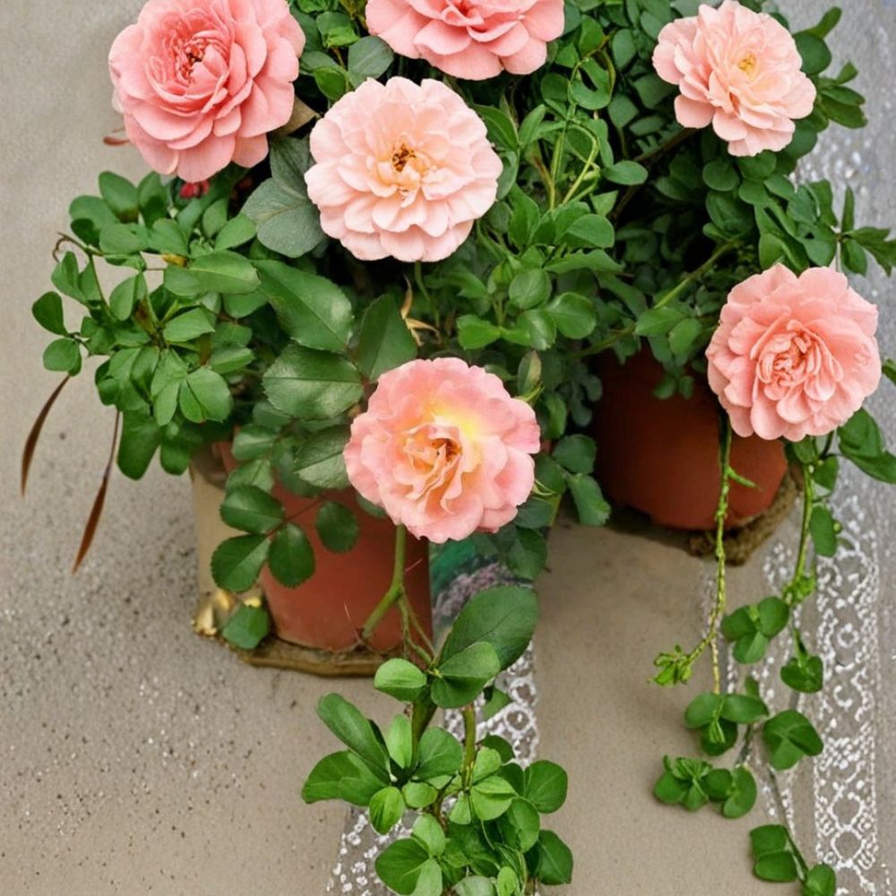 Peach Drift Rose – Live Groundcover Rose Plant | 3 Gallon | Peach Blooms | Compact Landscape Shrub | Easy Care Flowering Rose