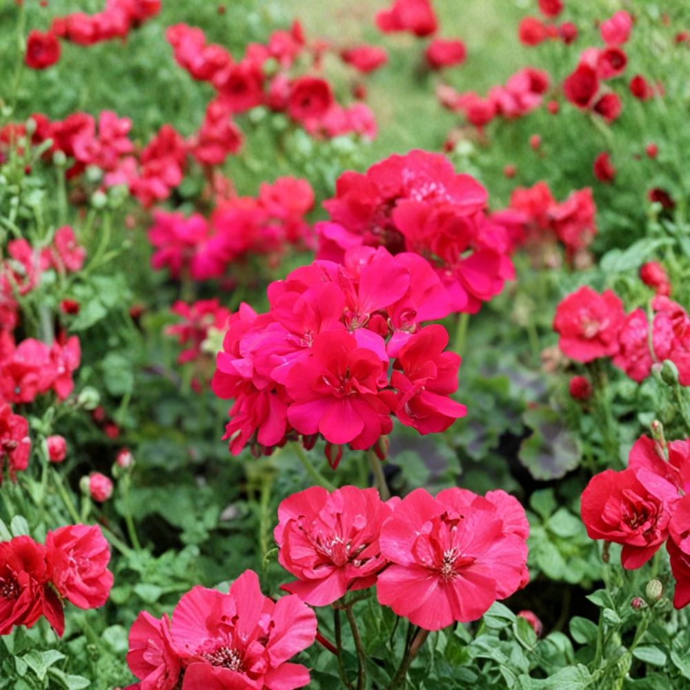 Double Bright Pink Geranium Cuttings – 5 Fresh Pelargonium Rooting Plants for Vibrant Double Bloom Flowers
