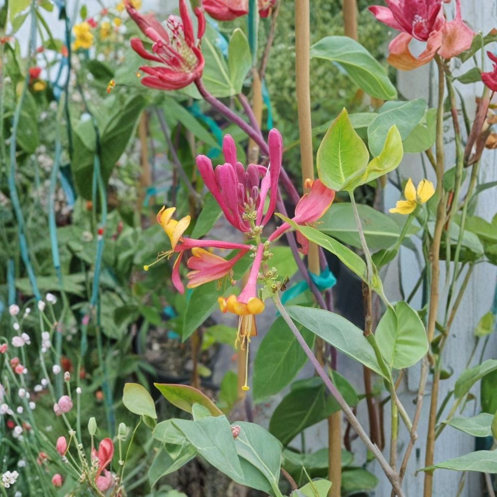 Pink Lemonade Honeysuckle Vine – Lonicera Live Plant, 3 Gallon, Fragrant Pink Flowers, Hummingbird Attracting Climbing Plant