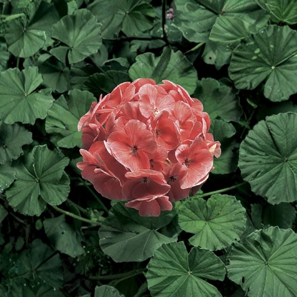 Ringo 2000 Light Salmon Geranium Seeds – 15 Zonal Pelargonium Seeds for Pots & Baskets, Salmon Pink Flowers, Easy to Grow