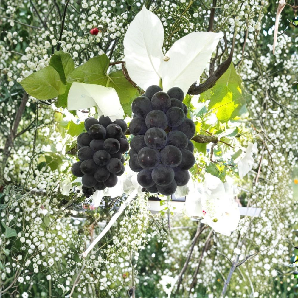 Fujiminori Giant Grape Vine – Live Plant, Japanese Table Grape, Extra Large Ping Pong Grapes, Sweet Premium Variety, Backyard Vineyard