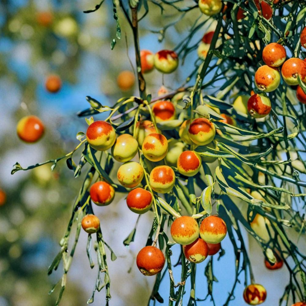 Dong Jujube Tree – Bare Root Ziziphus jujuba, Sweet Crisp Chinese Date, Fast Fruiting Garden Tree