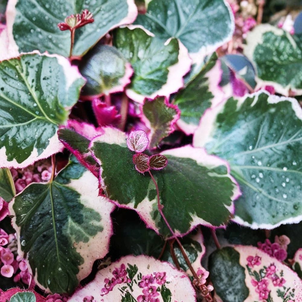 Strawberry Begonia Live Plants – 4 Pack in 2-Inch Pots – Trailing Houseplant Saxifraga stolonifera for Indoor & Garden