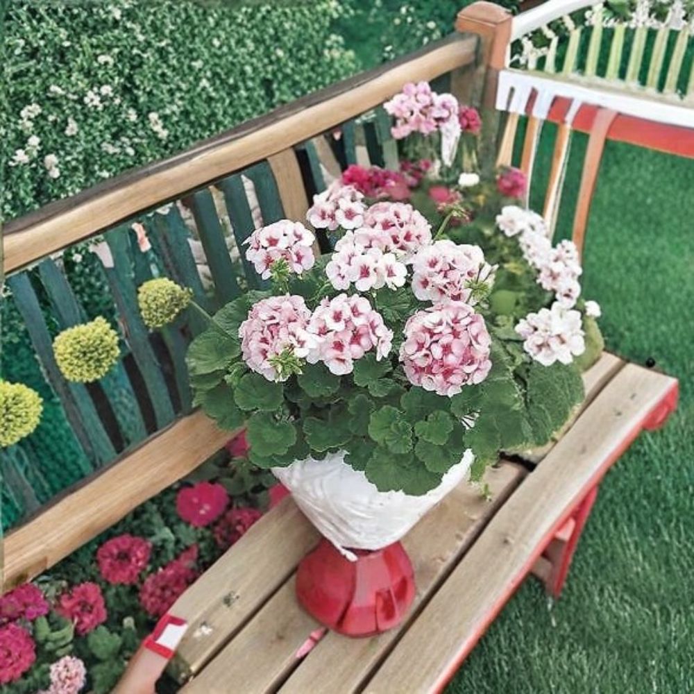 Maverick Star Geranium Seeds – 100 Pelargonium Flower Seeds – Blush Pink Zonal Geranium Mix for Garden Beds & Containers