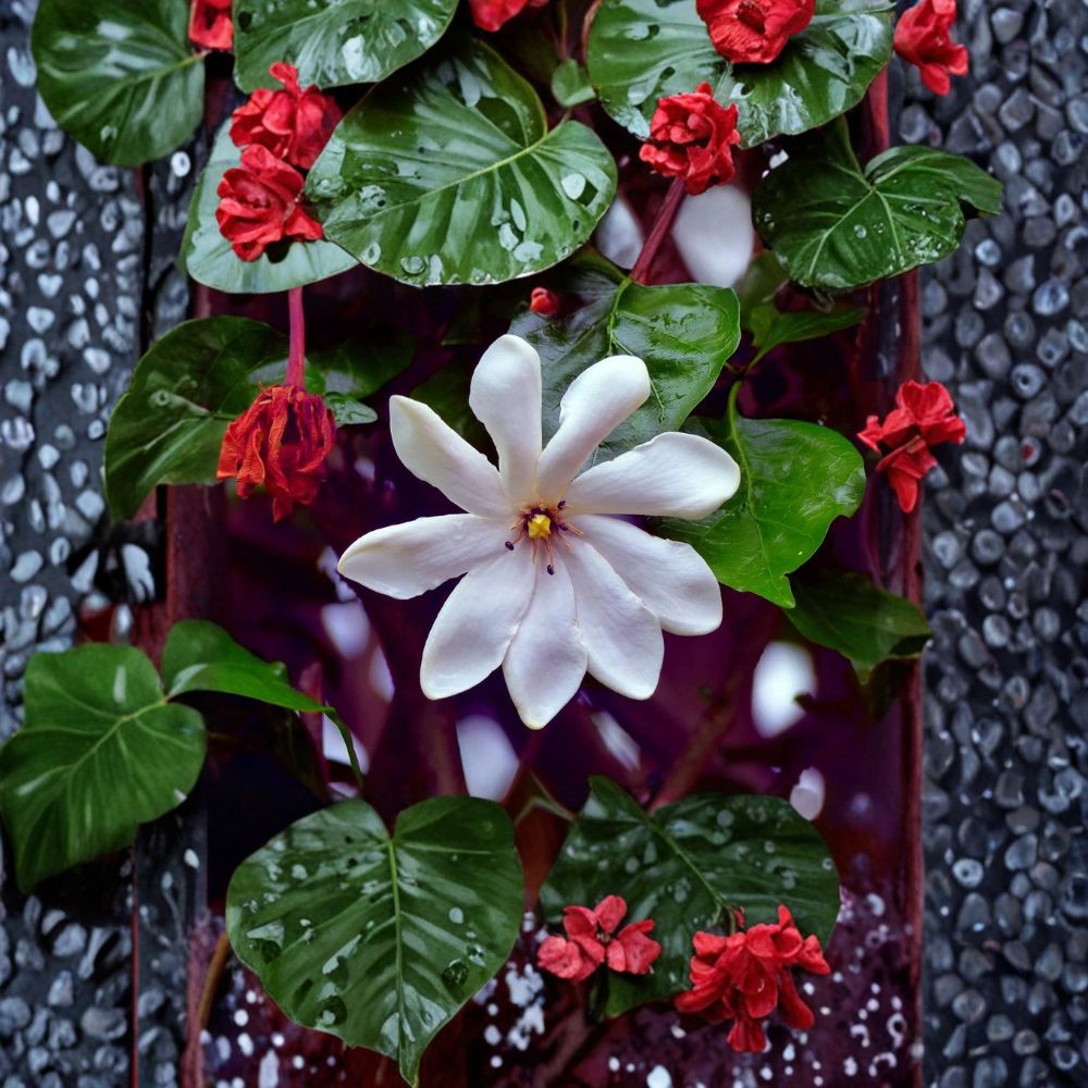 Gardenia Seeds – 25 Fragrant White Flowering Evergreen Shrub – Gardenia jasminoides Cape Jasmine Seeds for Garden Planting