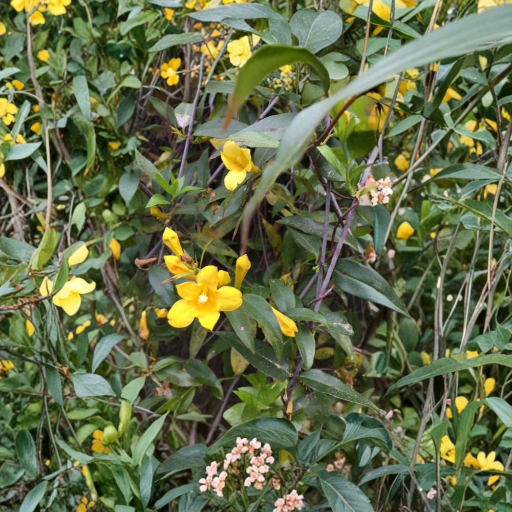 Carolina Yellow Jasmine Seeds – Gelsemium sempervirens, Fragrant Evergreen Vine, Fast Growing Climber, 25+ Fresh USA Grown Seeds