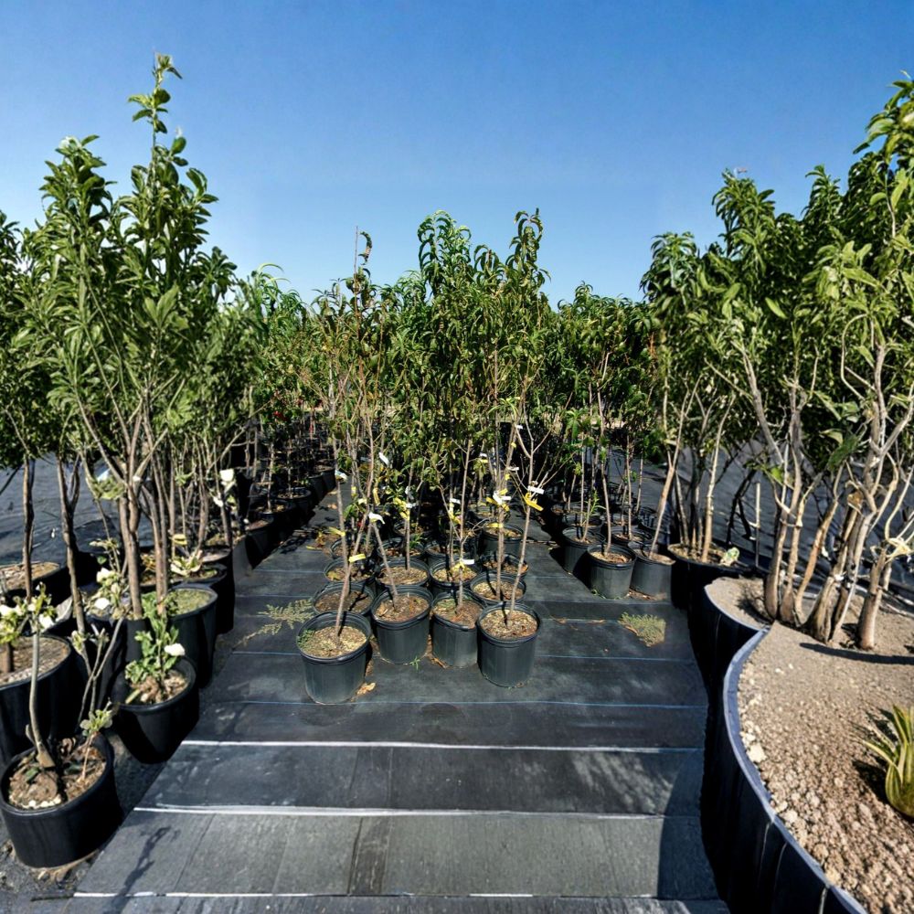 Flavortop Nectarine Tree – Live Fruit Tree, Self-Fertile, 4–6 Feet, Sweet Freestone Nectarines, Easy to Grow Orchard Tree