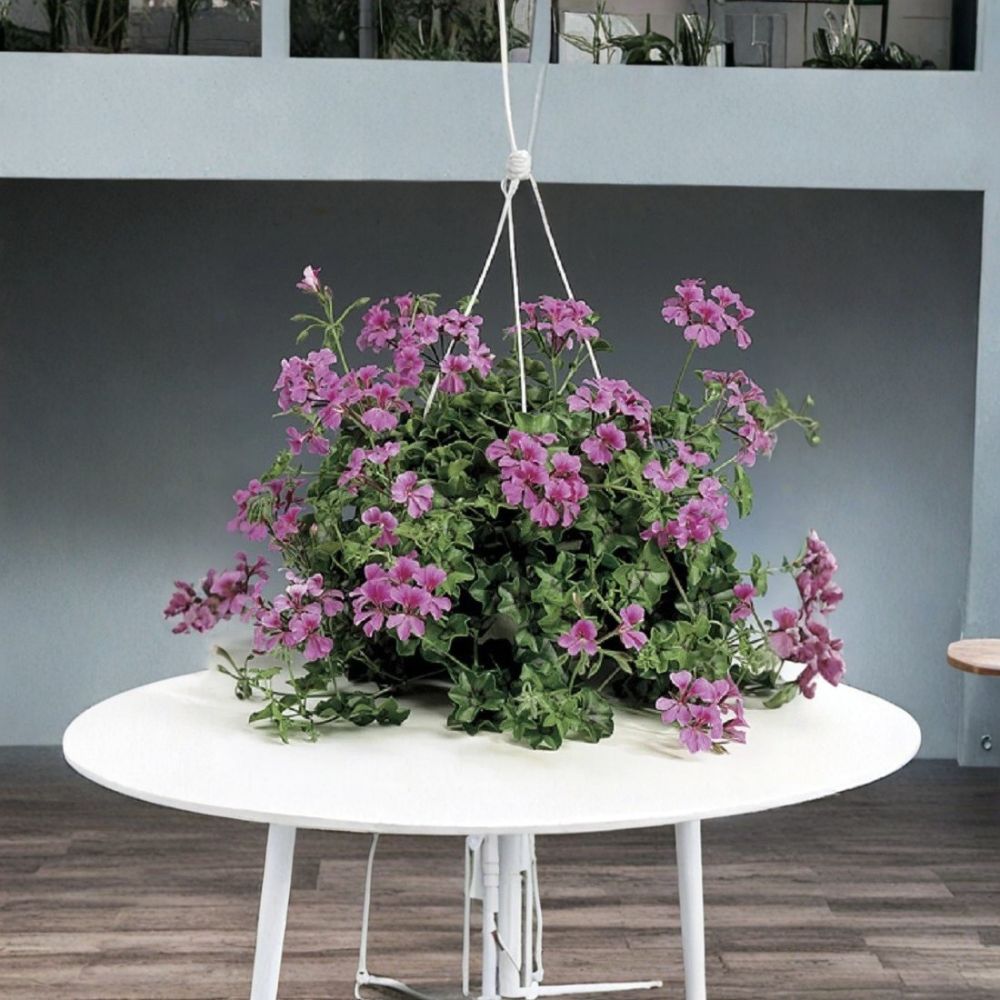 Tornado Rose Trailing Geranium Seeds – Pelargonium peltatum Ivy Leaf Flower Seeds, Hanging Basket Friendly, Easy to Grow, 15 Seeds