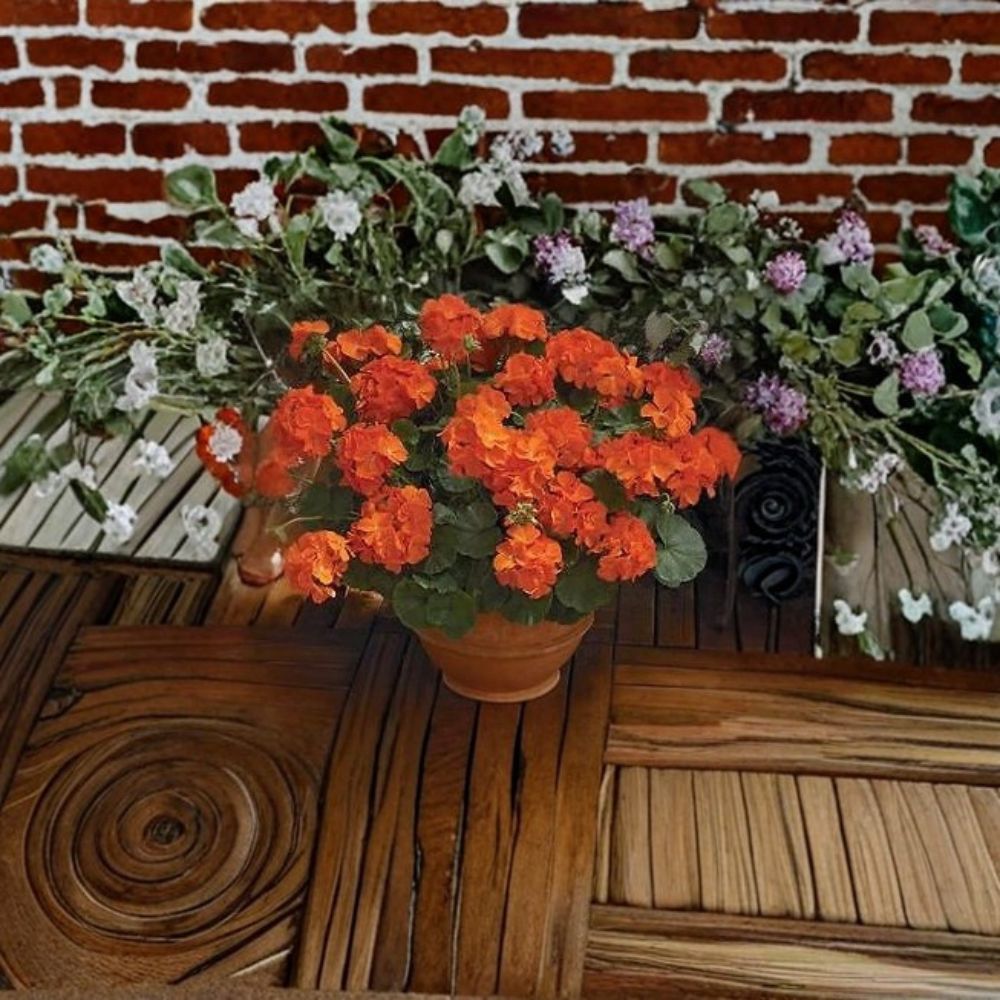 Geranium Seeds – Maverick Orange Pelargonium, 1,000 Seeds, Bright Solar Orange Blooms, Garden & Landscape Plant, Easy to Grow