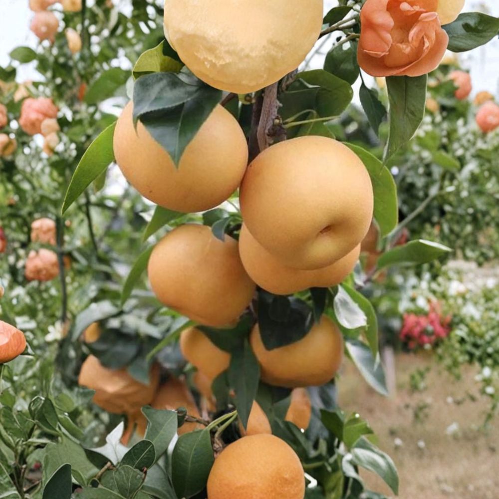 Akizuki Asian Pear Tree – Pyrus pyrifolia Live Plant | 3–4 Ft Grafted Japanese Pear | Autumn Moon Fruit Tree for Garden or Orchard