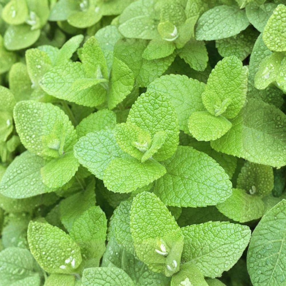 Apple Mint Cuttings – Mentha suaveolens Live Unrooted Herb Set of 6 Organic Woolly Pineapple Mint for Rooting and Herb Gardens